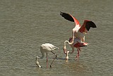 Flamingos bei der Paarung, Flamingo Camargue, Frankreich